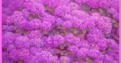 梅雨の暮らしを彩る、雨に濡れた紫陽花