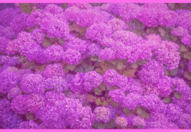 梅雨の暮らしを彩る、雨に濡れた紫陽花