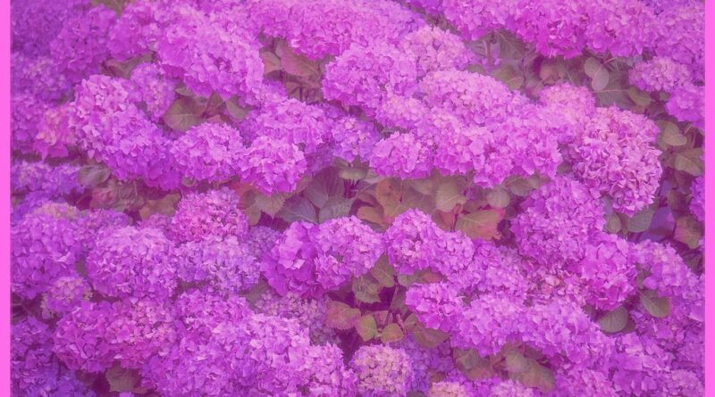 梅雨の暮らしを彩る、雨に濡れた紫陽花